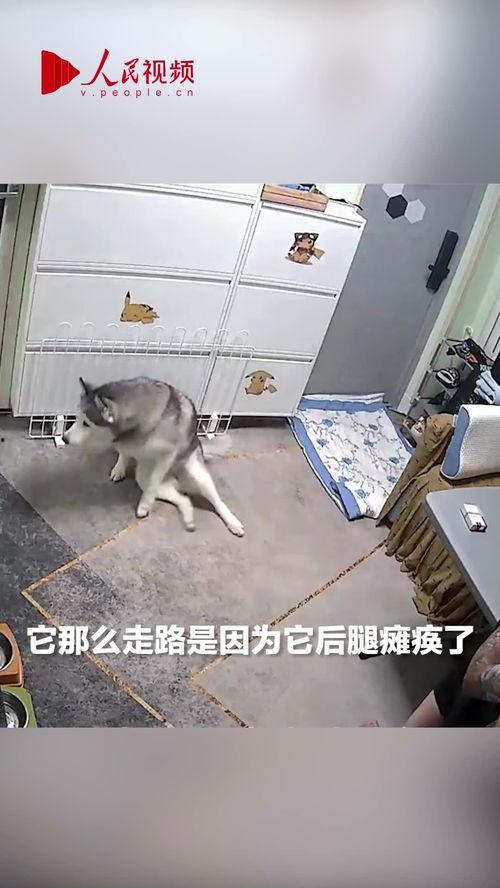 瘸腿吃瓜的狗,趣味横生的日常生活瞬间