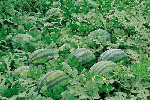 吃瓜漳州理工,揭秘校园里的“吃瓜”趣事